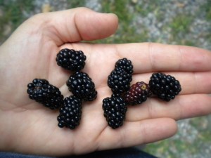 wild berries